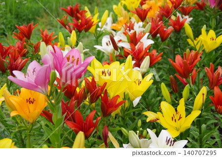 百合花 百合花 140707295