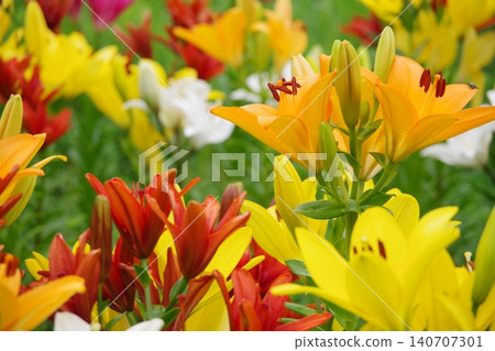 Yellow lily Yellow lily 140707301