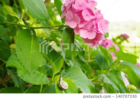 Hydrangea Hydrangea 140707330
