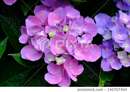 Pink Hydrangea Flowers Blooming in Summer Garden Pink Hydrangea Flowers Blooming in Summer Garden 140707404