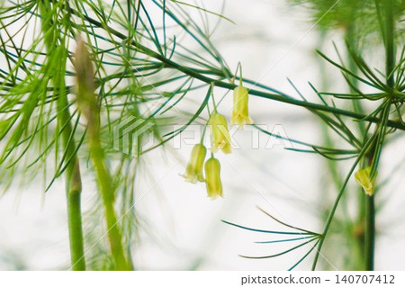 Asparagus vegetables Asparagus vegetables 140707412