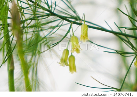 Asparagus vegetables 140707413