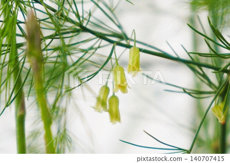 Asparagus vegetables Asparagus vegetables 140707415
