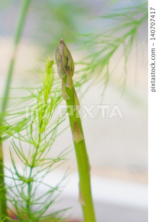 Asparagus vegetables Asparagus vegetables 140707417