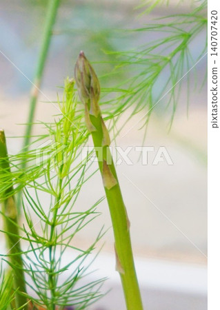 Asparagus vegetables Asparagus vegetables 140707420