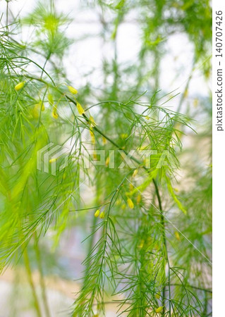 Asparagus vegetables Asparagus vegetables 140707426