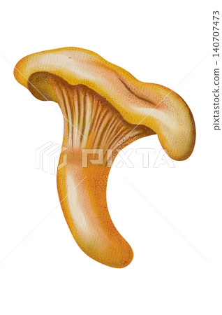 Watercolor illustration of chanterelle mushrooms. Mushrooms. Autumn. Children's illustration. Suitable for books, packaging, and postcards. Watercolor illustration of chanterelle mushrooms. Mushrooms. Autumn. Children's illustration. Suitable for books, packaging, and postcards. 140707473