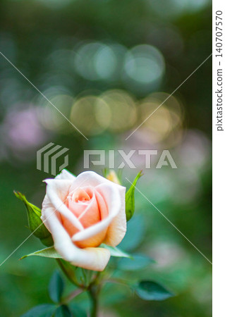 秋天的玫瑰,綠色的光芒 秋天的玫瑰,綠色的光芒 140707570