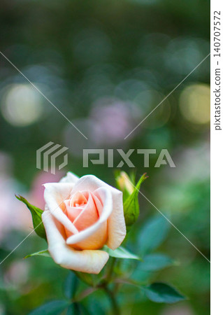 秋天的玫瑰,綠色的光芒 秋天的玫瑰,綠色的光芒 140707572