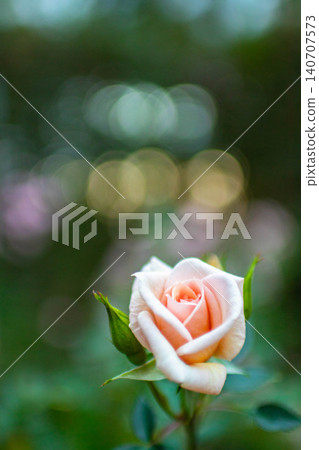 秋天的玫瑰,綠色的光芒 秋天的玫瑰,綠色的光芒 140707573