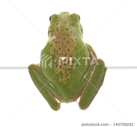 European tree frog European tree frog 140708082