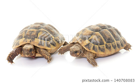 Testudo hermanni tortoise 140708083