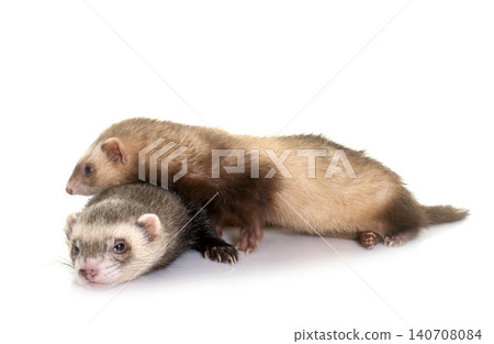 ferrets in studio 140708084