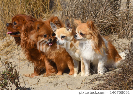 little dogs and beach 140708091