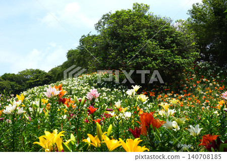袋井市香井百合園 140708185
