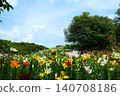 Kasui Lily Garden, Fukuroi City 140708186