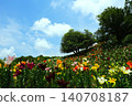 Kasui Lily Garden, Fukuroi City 140708187