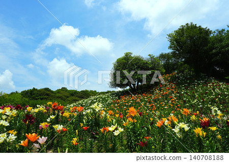 袋井市香井百合園 袋井市香井百合園 140708188