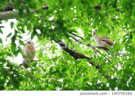 貓頭鷹的幼鳥 貓頭鷹的幼鳥 140708399