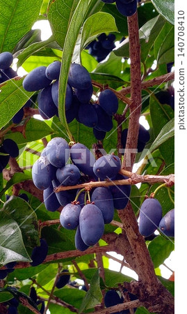桂花果實 桂花果實 140708410