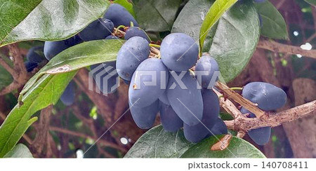 Mature purple berries of the sweet osmanthus Mature purple berries of the sweet osmanthus 140708411