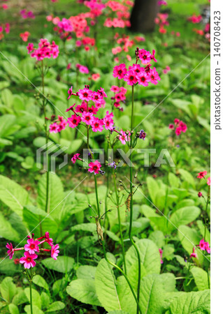 Primrose (Primula japonica) at Lake Chuzenji (Nikko City, Tochigi Prefecture) Primrose (Primula japonica) at Lake Chuzenji (Nikko City, Tochigi Prefecture) 140708423