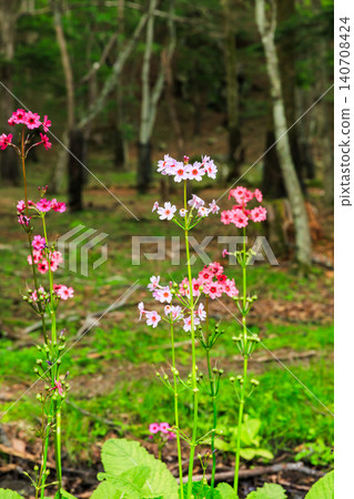 Primrose (Primula japonica) at Lake Chuzenji (Nikko City, Tochigi Prefecture) Primrose (Primula japonica) at Lake Chuzenji (Nikko City, Tochigi Prefecture) 140708424