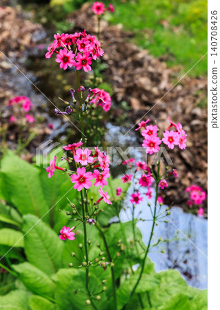 Primrose (Primula japonica) at Lake Chuzenji (Nikko City, Tochigi Prefecture) Primrose (Primula japonica) at Lake Chuzenji (Nikko City, Tochigi Prefecture) 140708426