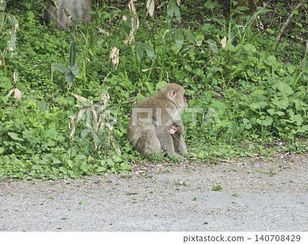 Grass and monkeys 140708429