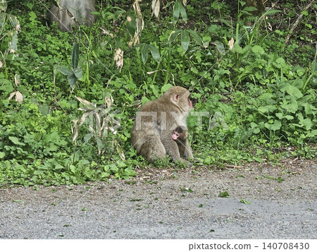 路上出現一隻野生猴子 路上出現一隻野生猴子 140708430