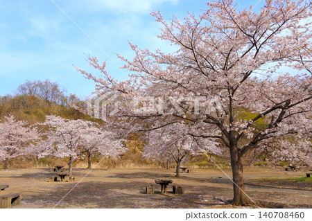 Cherry blossoms and Miyako Dam Asahina Lakeside Park (Yamato Town, Miyagi Prefecture) Cherry blossoms and Miyako Dam Asahina Lakeside Park (Yamato Town, Miyagi Prefecture) 140708460