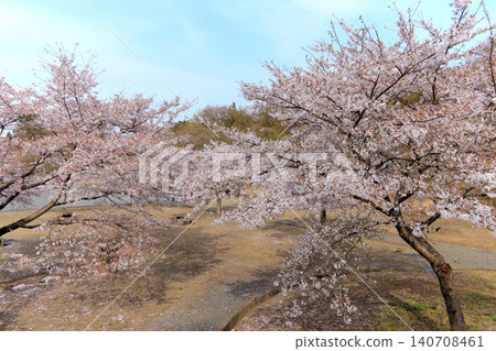 櫻花和宮古水壩朝比奈湖濱公園(宮城縣大和町) 櫻花和宮古水壩朝比奈湖濱公園(宮城縣大和町) 140708461