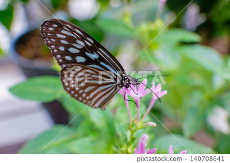 A beautiful chestnut tiger butterfly gently nestled beside a pink pentas flower. A beautiful chestnut tiger butterfly gently nestled beside a pink pentas flower. 140708641