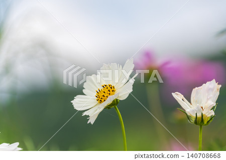 White cosmos flowers swaying gracefully in the clear air. 140708668