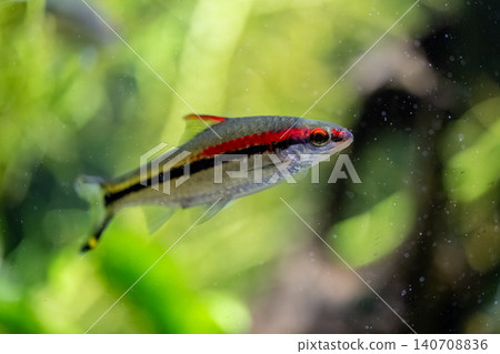 The Redline Torpedo Bulb, with its beautiful contrast of vibrant red and black, was photographed at Kawasui Aquarium. 140708836