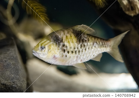 A beautiful postfish with vibrant colors and spotted patterns - photographed at Kawasui Aquarium. A beautiful postfish with vibrant colors and spotted patterns - photographed at Kawasui Aquarium. 140708942