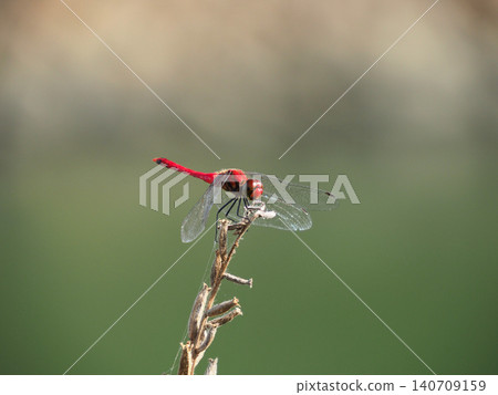 一隻紅蜻蜓(Sympetrum frequens)棲息在樹枝上。 一隻紅蜻蜓(Sympetrum frequens)棲息在樹枝上。 140709159