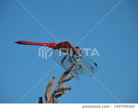 A red dragonfly (Sympetrum frequens) perched on a branch against a blue sky. A red dragonfly (Sympetrum frequens) perched on a branch against a blue sky. 140709160