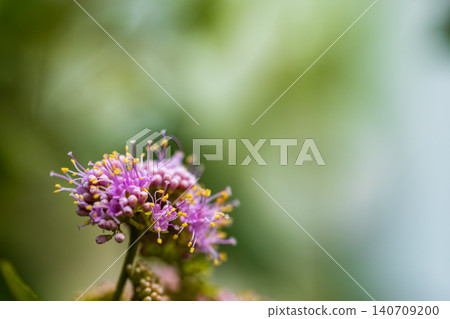 紫薇果樹粉紫色小球花朵綠葉特寫植物微距攝影 140709200