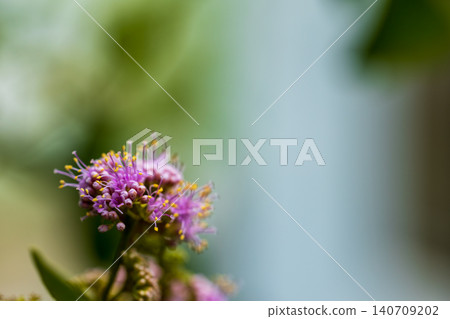 紫薇果樹粉紫色小球花朵綠葉特寫植物微距攝影 140709202