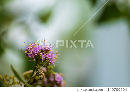 Close-up of the pinkish-purple sphere flowers and green leaves of the crape myrtle tree (plant macro photography) Close-up of the pinkish-purple sphere flowers and green leaves of the crape myrtle tree (plant macro photography) 140709204