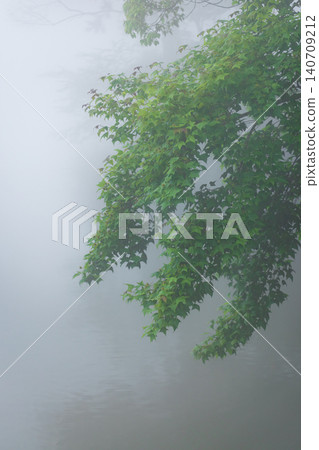 苗栗向天湖賽夏族部落樹林山霧瀰漫山徑朦朧雨後植物風景 苗栗向天湖賽夏族部落樹林山霧瀰漫山徑朦朧雨後植物風景 140709212