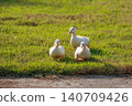 Three Cute White Baby Ducklings Walking on Green Grass in Sunny Day 140709426
