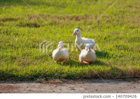 Three Cute White Baby Ducklings Walking on Green Grass in Sunny Day 140709426