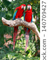 The red Macaw Parrots Perching Together in Tropical Setting 140709427