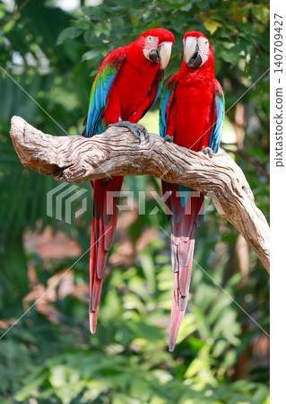 The red Macaw Parrots Perching Together in Tropical Setting 140709427