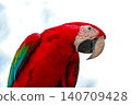 The red Macaw Parrots Perching Together in Tropical Setting 140709428