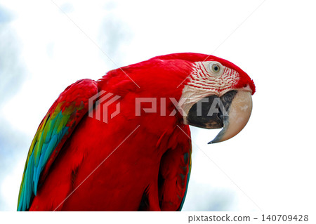 The red Macaw Parrots Perching Together in Tropical Setting 140709428