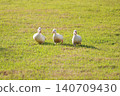 Three Cute White Baby Ducklings Walking on Green Grass in Sunny Day 140709430
