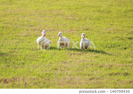 Three Cute White Baby Ducklings Walking on Green Grass in Sunny Day 140709430